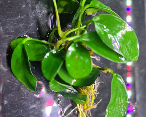 Anubias Plants - Nano Tanks Australia Aquarium Shop