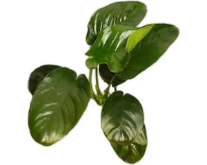 Anubias Plants - Nano Tanks Australia