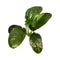 Anubias Plants - Nano Tanks Australia