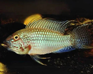 Apistogrammas (Dwarf Cichlids) - Nano Tanks Australia