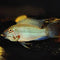 Apistogrammas (Dwarf Cichlids) - Nano Tanks Australia