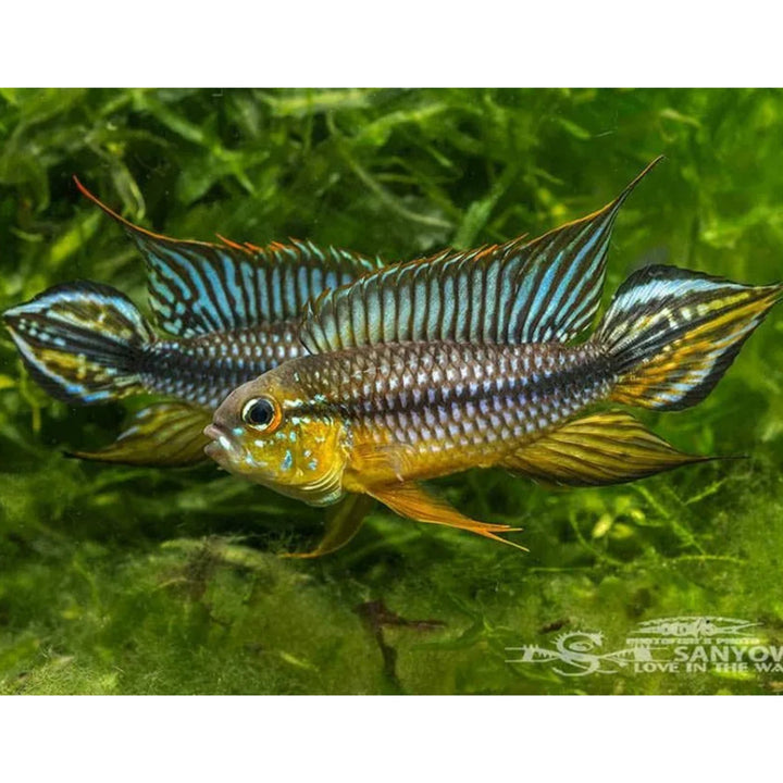 Apistogrammas (Dwarf Cichlids) – Nano Tanks Australia