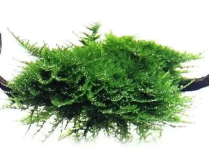 Aquarium Mosses - Nano Tanks Australia