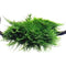 Aquarium Mosses - Nano Tanks Australia