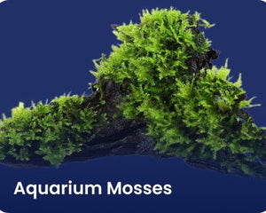 Aquarium Mosses - Nano Tanks Australia Aquarium Shop