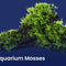 Aquarium Mosses - Nano Tanks Australia Aquarium Shop