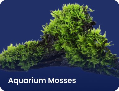 Aquarium Mosses - Nano Tanks Australia Aquarium Shop
