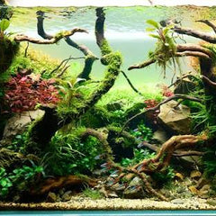 AQUARIUMS - Nano Tanks Australia Aquarium Shop
