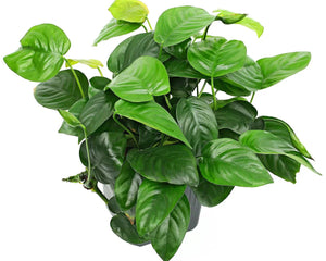 Aquatic Plant Explosion - Nano Tanks Australia
