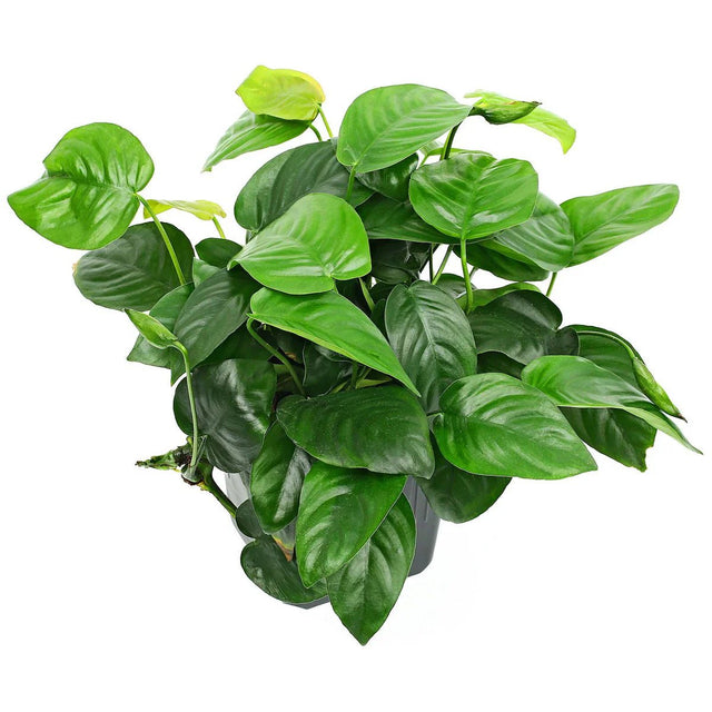 Aquatic Plant Explosion - Nano Tanks Australia