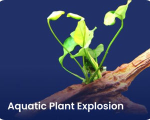 Aquatic Plant Explosion - Nano Tanks Australia Aquarium Shop