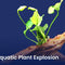 Aquatic Plant Explosion - Nano Tanks Australia Aquarium Shop