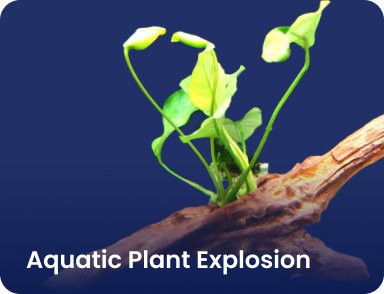 Aquatic Plant Explosion - Nano Tanks Australia Aquarium Shop
