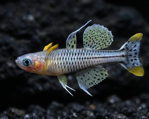 AUSSIE NATIVE: Blue Eyes Pseudomugils - Nano Tanks Australia