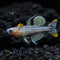AUSSIE NATIVE: Blue Eyes Pseudomugils - Nano Tanks Australia