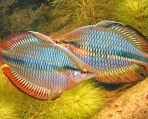 AUSSIE NATIVE: Rainbowfish - Nano Tanks Australia Aquarium Shop