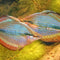 AUSSIE NATIVE: Rainbowfish - Nano Tanks Australia Aquarium Shop