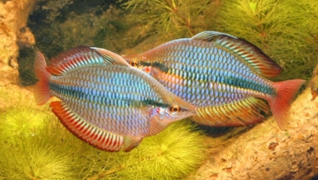 AUSSIE NATIVE: Rainbowfish - Nano Tanks Australia Aquarium Shop