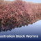 Australian Black Worms - Nano Tanks Australia Aquarium Shop