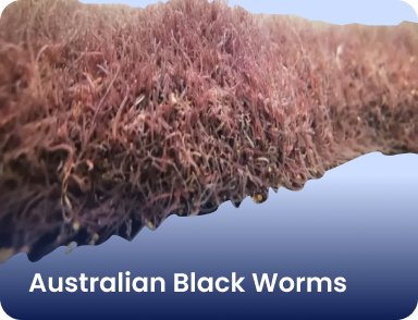 Australian Black Worms - Nano Tanks Australia Aquarium Shop