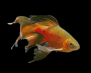 Barbs - Nano Tanks Australia