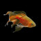 Barbs - Nano Tanks Australia
