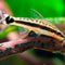 Best Seller - Nano Tanks Australia Aquarium Shop