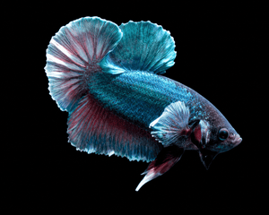 Betta Gallery - Nano Tanks Australia