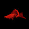 Livebearers (Platies, Swordtails, Mollies and etc) - Nano Tanks Australia Aquarium Shop