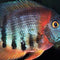 Cichilds - Nano Tanks Australia Aquarium Shop