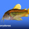 Corydoras - Nano Tanks Australia Aquarium Shop