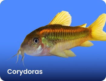 Corydoras - Nano Tanks Australia Aquarium Shop