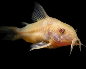 Corydoras Catfish - The Perfect Peaceful Bottom Dwellers - Nano Tanks Australia