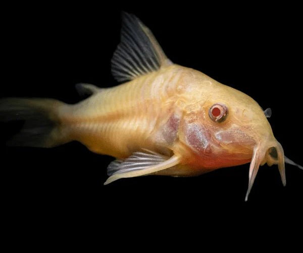 CORYDORAS – Nano Tanks Australia