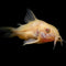 Corydoras Catfish - The Perfect Peaceful Bottom Dwellers - Nano Tanks Australia