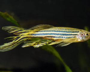 Danios - Nano Tanks Australia