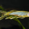 Danios - Nano Tanks Australia