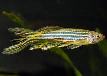 Danios - Nano Tanks Australia