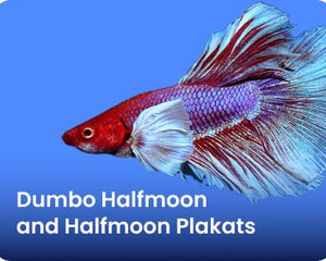 Dumbo Halfmoon and Halfmoon Plakats - Nano Tanks Australia Aquarium Shop