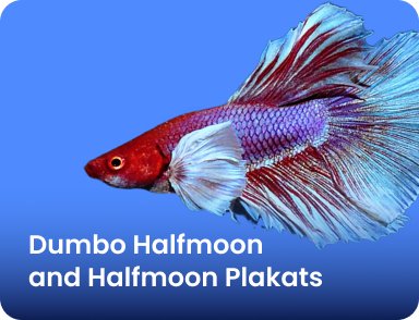 Dumbo Halfmoon and Halfmoon Plakats - Nano Tanks Australia Aquarium Shop