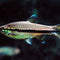 Rasboras - Nano Tanks Australia Aquarium Shop