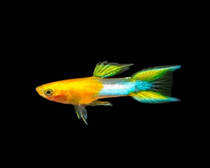 Endlers - Nano Tanks Australia