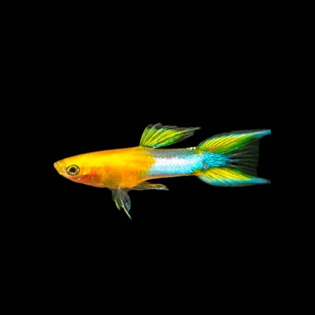 Endlers - Nano Tanks Australia