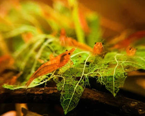 ENHANCERS - Nano Tanks Australia