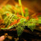 ENHANCERS - Nano Tanks Australia