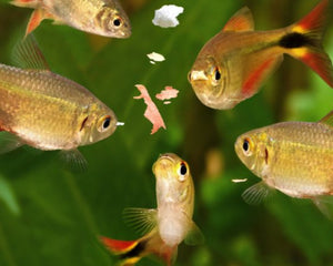 Fish Foods (Flakes, Wafers, Pellets) - Nano Tanks Australia Aquarium Shop