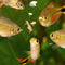 Fish Foods (Flakes, Wafers, Pellets) - Nano Tanks Australia Aquarium Shop