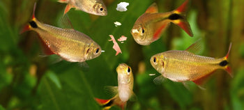 Fish Foods (Flakes, Wafers, Pellets) - Nano Tanks Australia Aquarium Shop