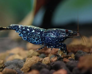 Freshwater Aquarium Shrimp - Nano Tanks Australia