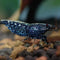 Freshwater Aquarium Shrimp - Nano Tanks Australia